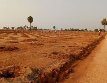 Nature Green Money – Farm plots with Plants near Hyderabad.