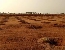 Nature Green Money – Farm plots with Plants near Hyderabad.