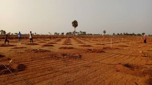 Farm plots with sandal plants in Choutuppal, Hyderabad.