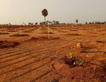 Nature Green Money – Farm plots with Plants near Hyderabad.