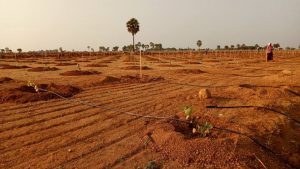 plots with sandal plants for sale in choutullal,Hyderabad.