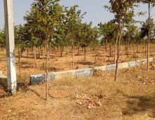 Nature Green Money – Farm plots with Plants near Hyderabad.
