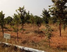 Nature Green Money – Farm plots with Plants near Hyderabad.