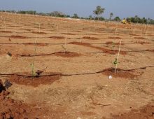Nature Green Money – Farm plots with Plants near Hyderabad.