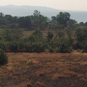 Agriculture land available near the beach in Dapoli