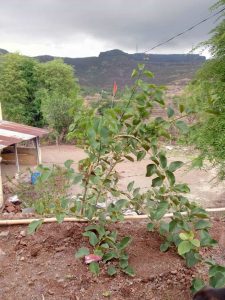 Agriculture Land for sale near Sinhgad Pune
