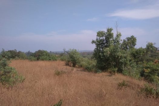 Agriculture land in Kolhapur District.