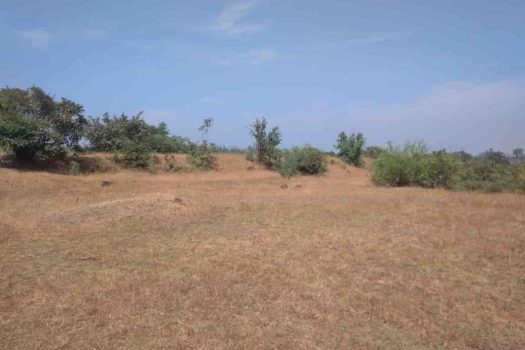 Agriculture land in Kolhapur District.
