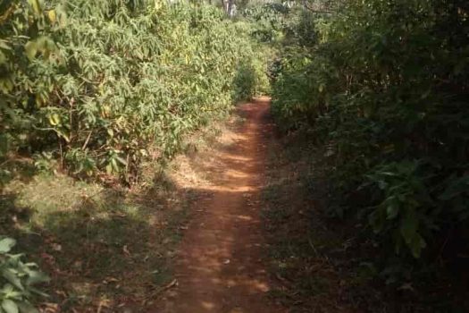Agriculture land in Kolhapur District.