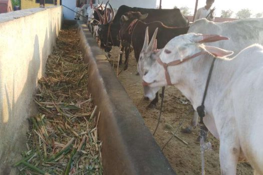 Organic Village Farm  | Farm plots for sale near Purandar airport Pune