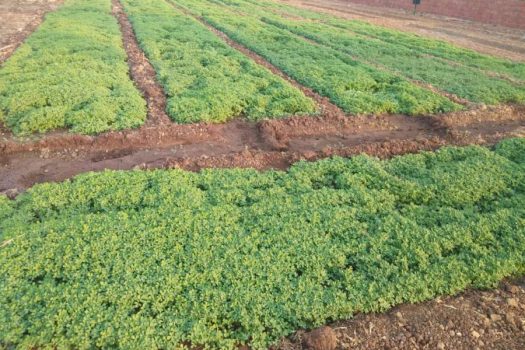 Organic Village Farm  | Farm plots for sale near Purandar airport Pune