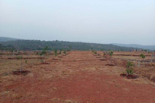 NA plots for sale in Dapoli