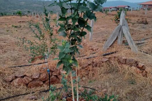 NA plots for sale in Dapoli