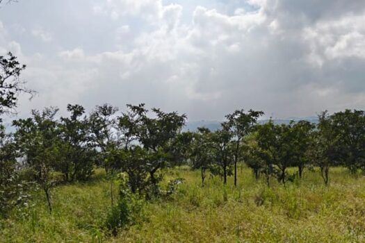 1 Acre Farm House Plot For Sale in Mantra Resort Bhor.